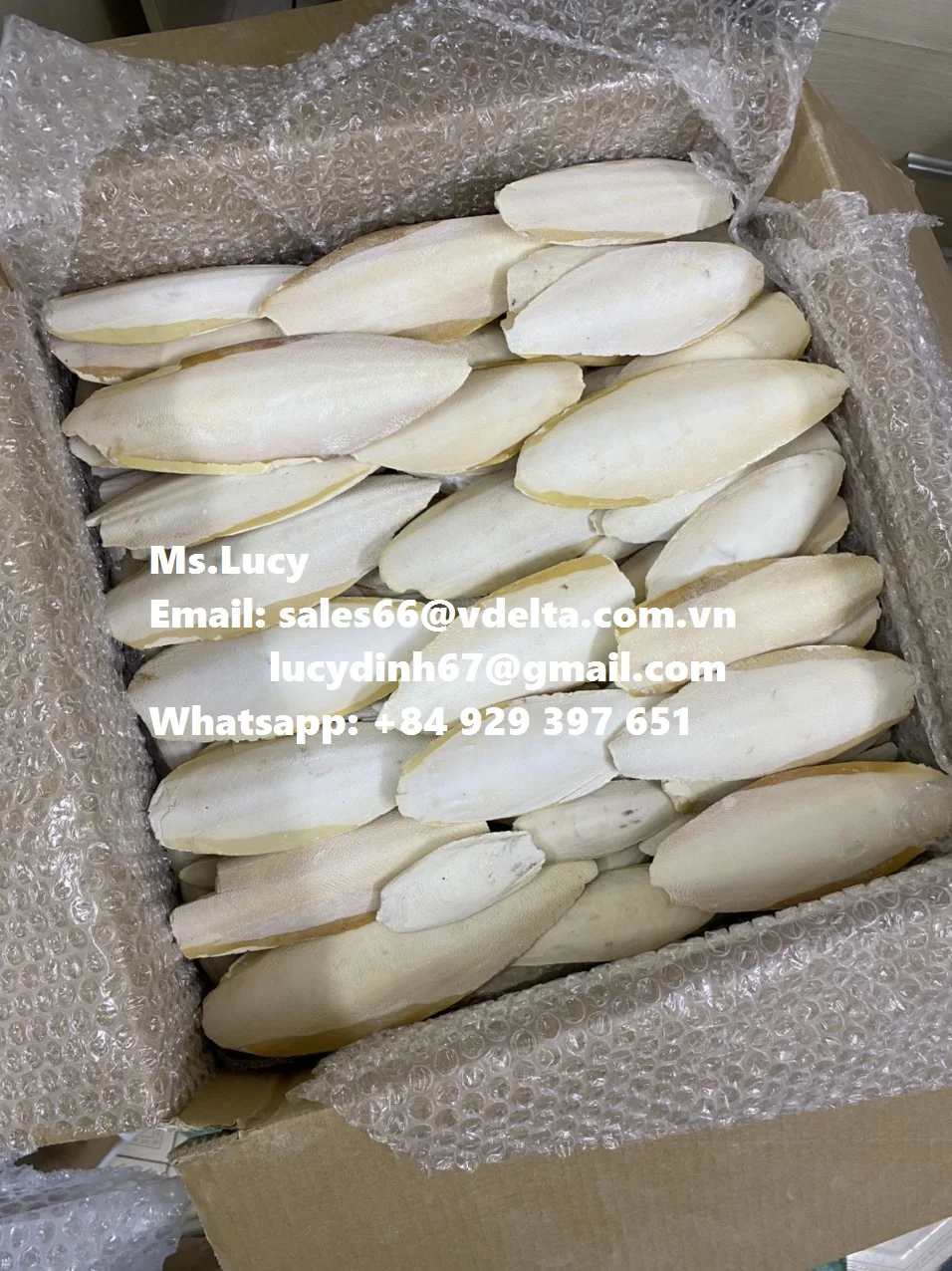 Vietnam Export Dried Sepia Powder/ Wholesale Dried Cuttlefish Bone Powder Ms.Lucy +84 929 397 651