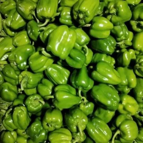 Wholesale Price Fresh Capcicum Best Quality Capsicum ( bell pepper ) Fresh Vegetables Exporter from India.