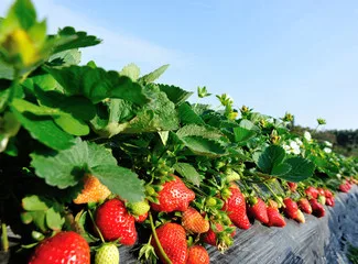 Organic Cultivation Customized logo Fresh Fruit Sweet Slightly Sour taste Low Sugar Strawberry For Export