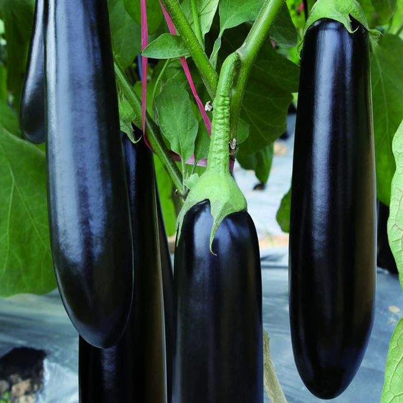 
Egg plant seeds wholesale 