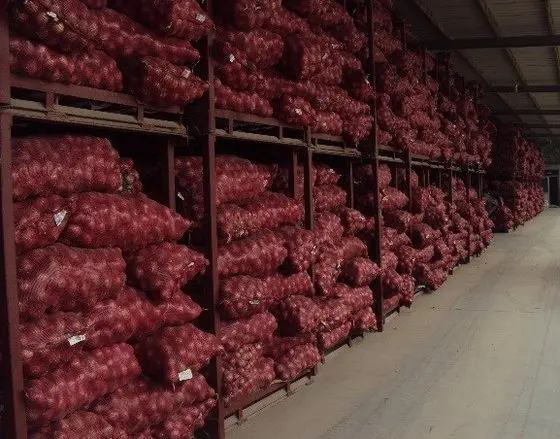 
Fresh red onion for wholesale 