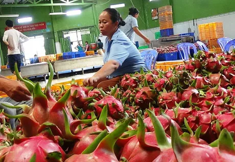 
Vietnamese red dragon fruit with high nutrition and rich in vitamins is sought after by many markets good price and high quality 