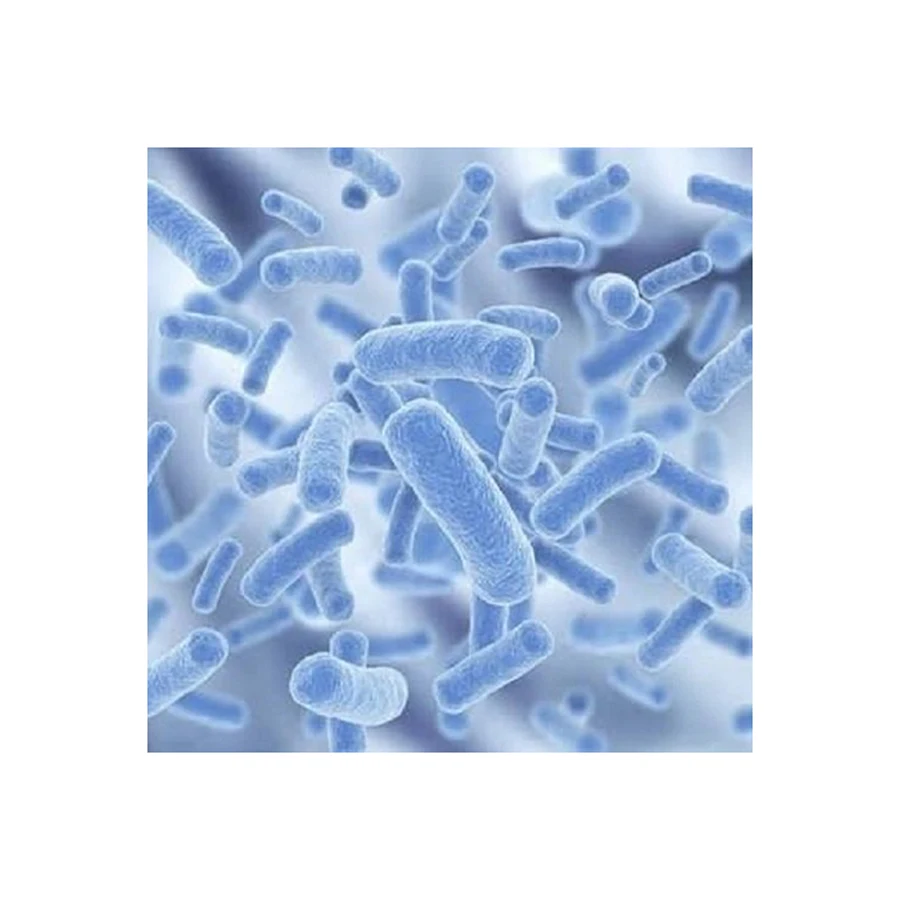 2021 Highest Selling Products Lactobacillus Casei Best Quality Lactobacillus Casei Powder - Zealmax Biopharma