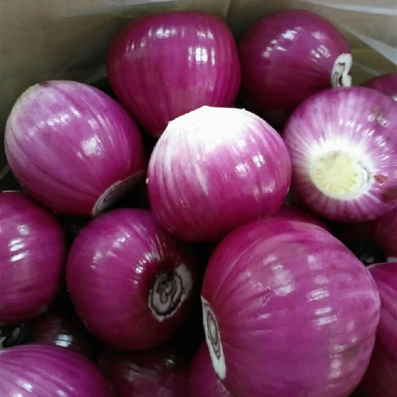 Fresh Onions Egyptian Premium Grade Fresh Big Golden Yellow Onions With Cheap price