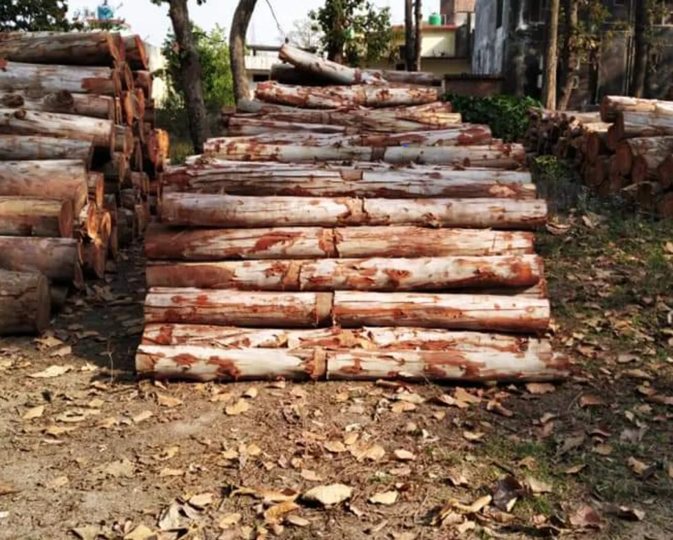 Quality Hardwood Log Ebony wood log Teak Wood - Round Logs / Pine logs / Eucalyptus Logs