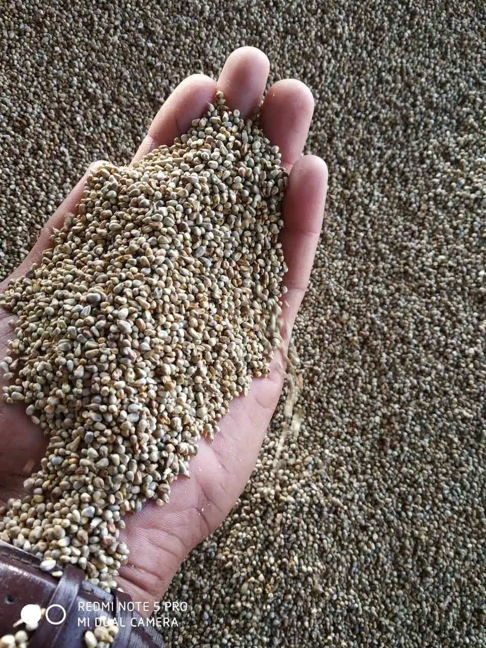 Natural and Premium Quality  pearl millet (green) bajara Indian origin for human and animal feed