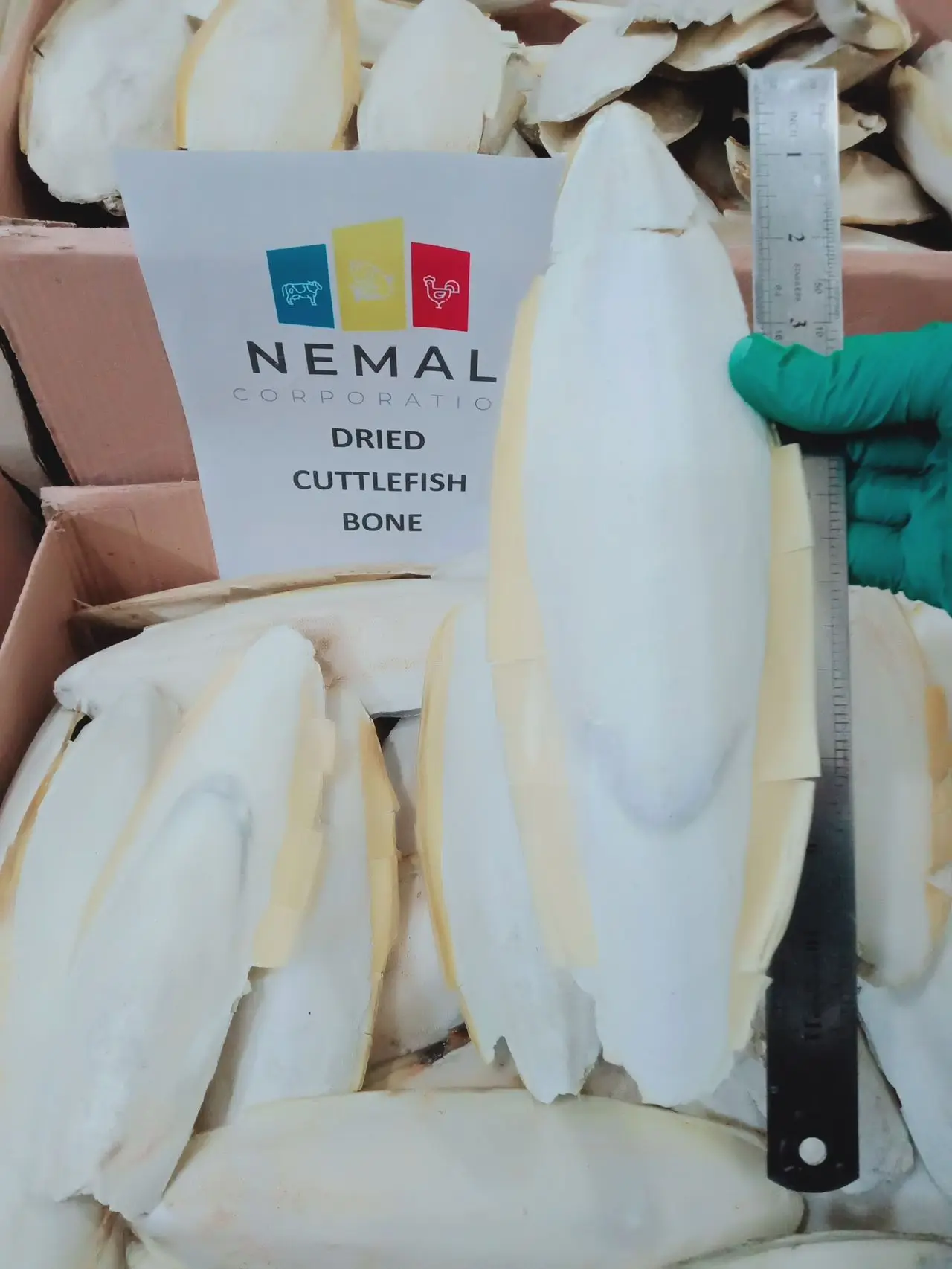 
DRIED & FREEZE CUTTLEFISH BONE 