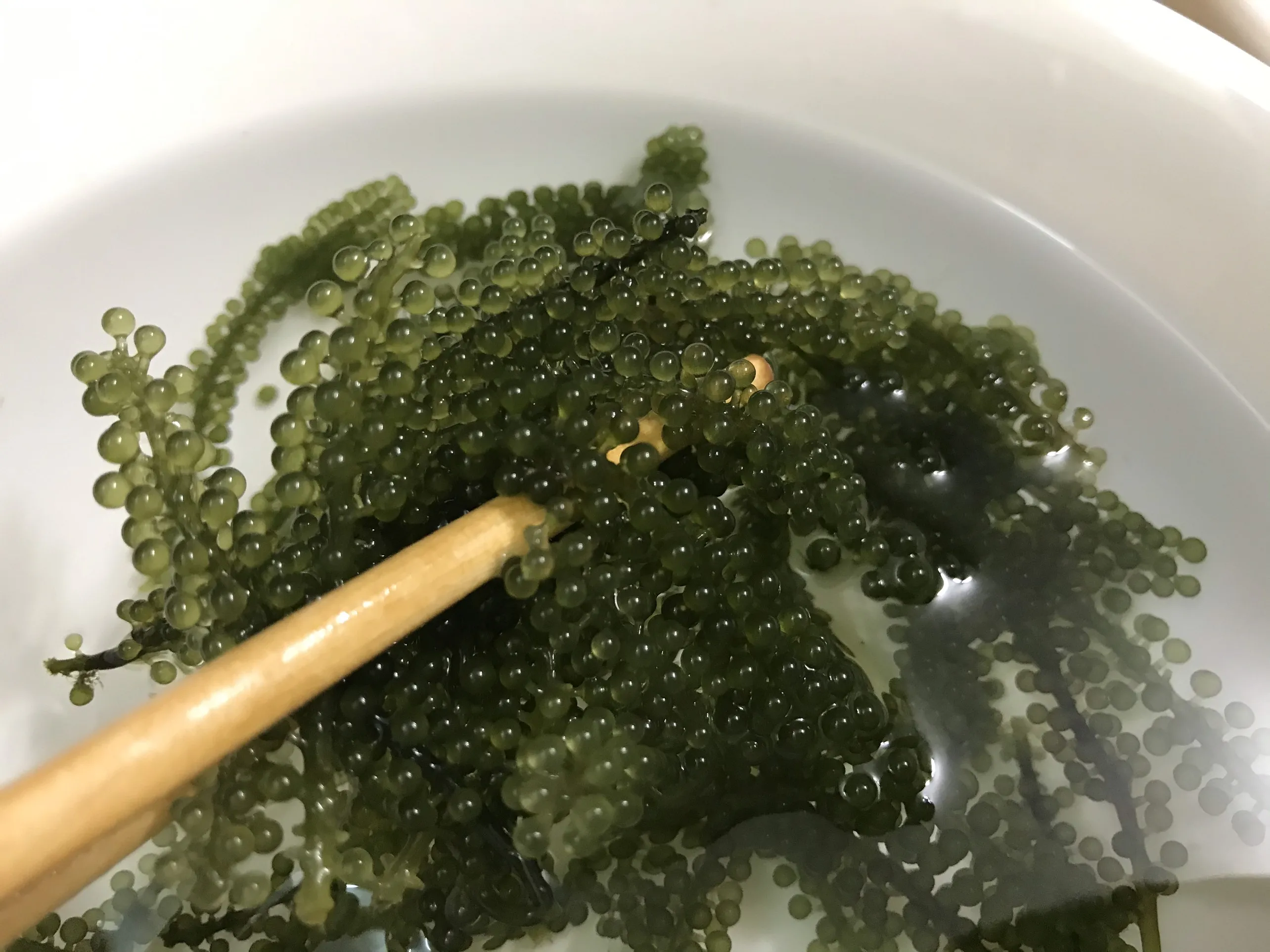 
DEHYDRATED SEAGRAPES IN VIETNAM 2020 