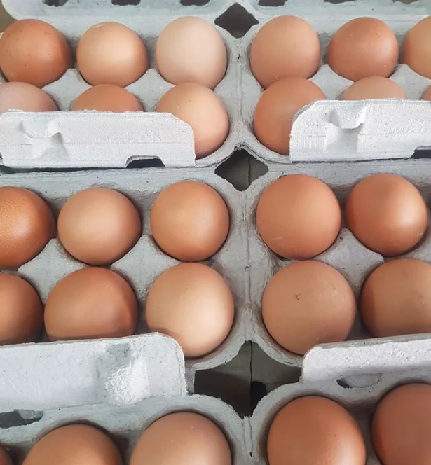 Fresh Chicken Table Eggs & Fertilized Hatching Eggs, White and Brown eggs