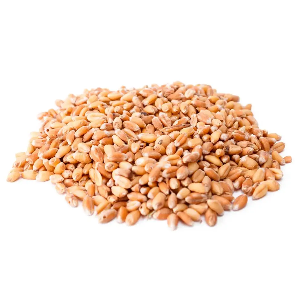 
Top Quality WHEAT GRAINS /Durum Wheat in Bulk supply 