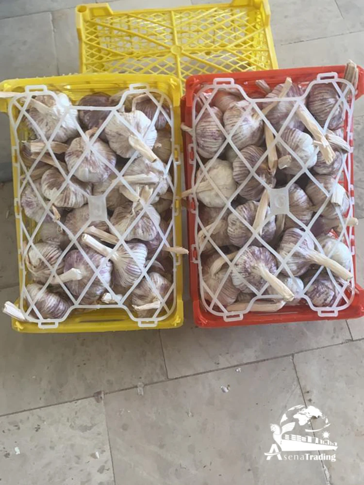Top quality persian Garlic big size competitive prices