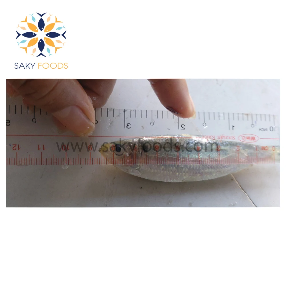 100% Natural Frozen sardine fish Good price frozen WR sardine fish for good sale Block Bulk Style Packaging