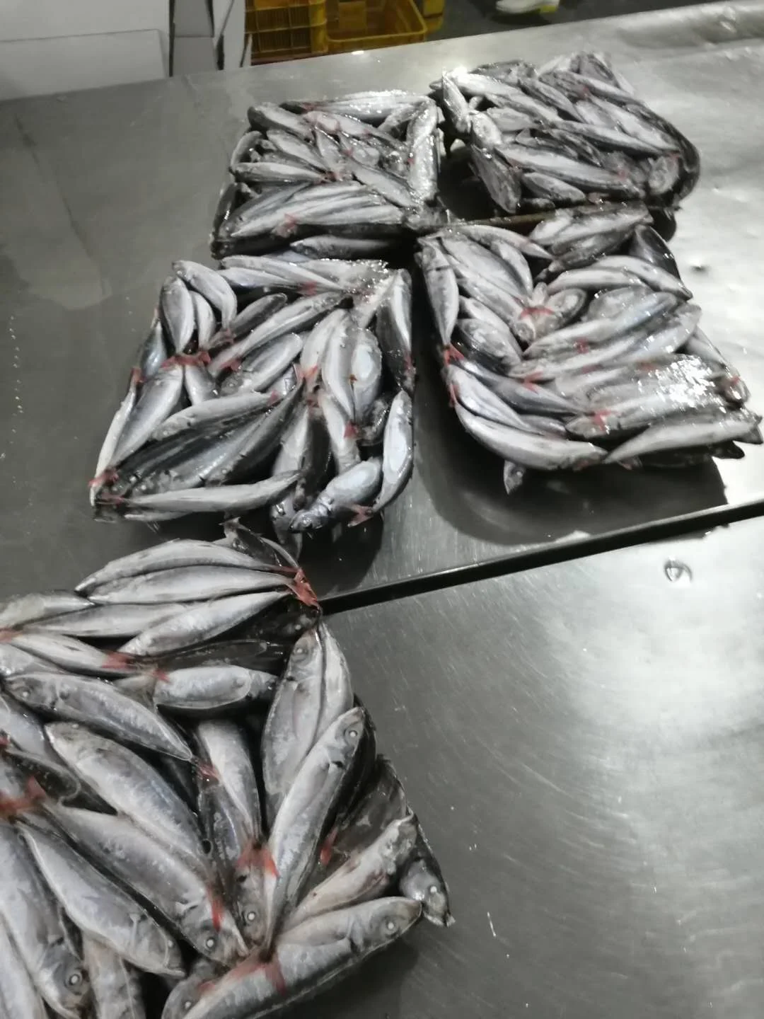 FROZEN NATURE Whole Body Decapterus Kurroides Redtail Scad with 2 Years Shelf Life