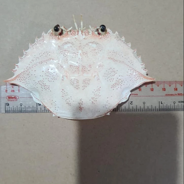 Dried Whole Crab Shell For Contain Food Stuffed Crab +84947900124