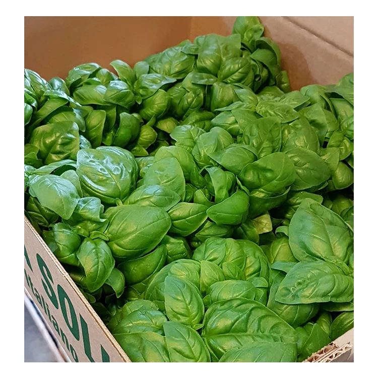 
High Quality Basil Bunches Italian Fresh Basil Price 