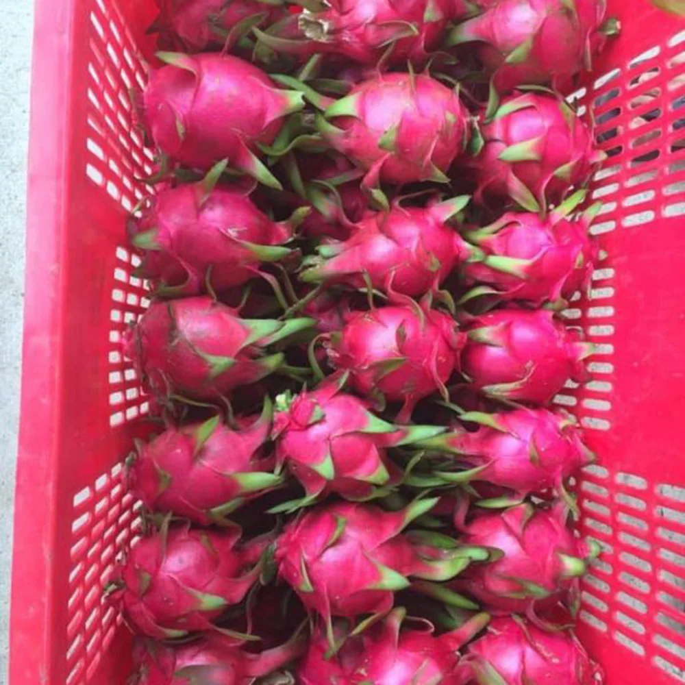 Красный фрукт дракона гарантированное новое и свежее/экспортное качество по хорошей цене (порт хошиминь)