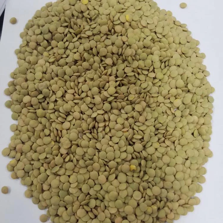 
lentils green russian 