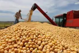 
Non GMO Soybean Brazil 