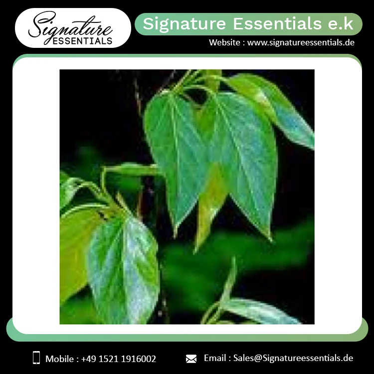 Bulk Selling Pure and Natural Balsam Peru Essential Oil Face Body and Hair Growth Use