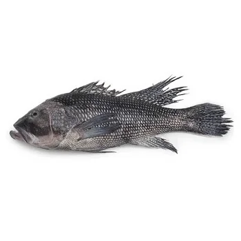 Direct Supply Black Sea Bass Fish For