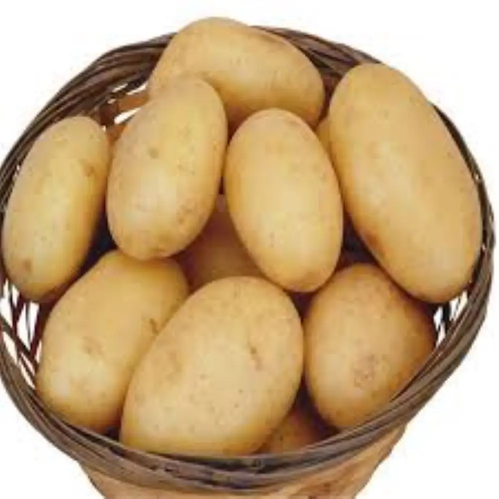 Свежий картофель лучшего качества для экспорта в Россию/Японию/Оман