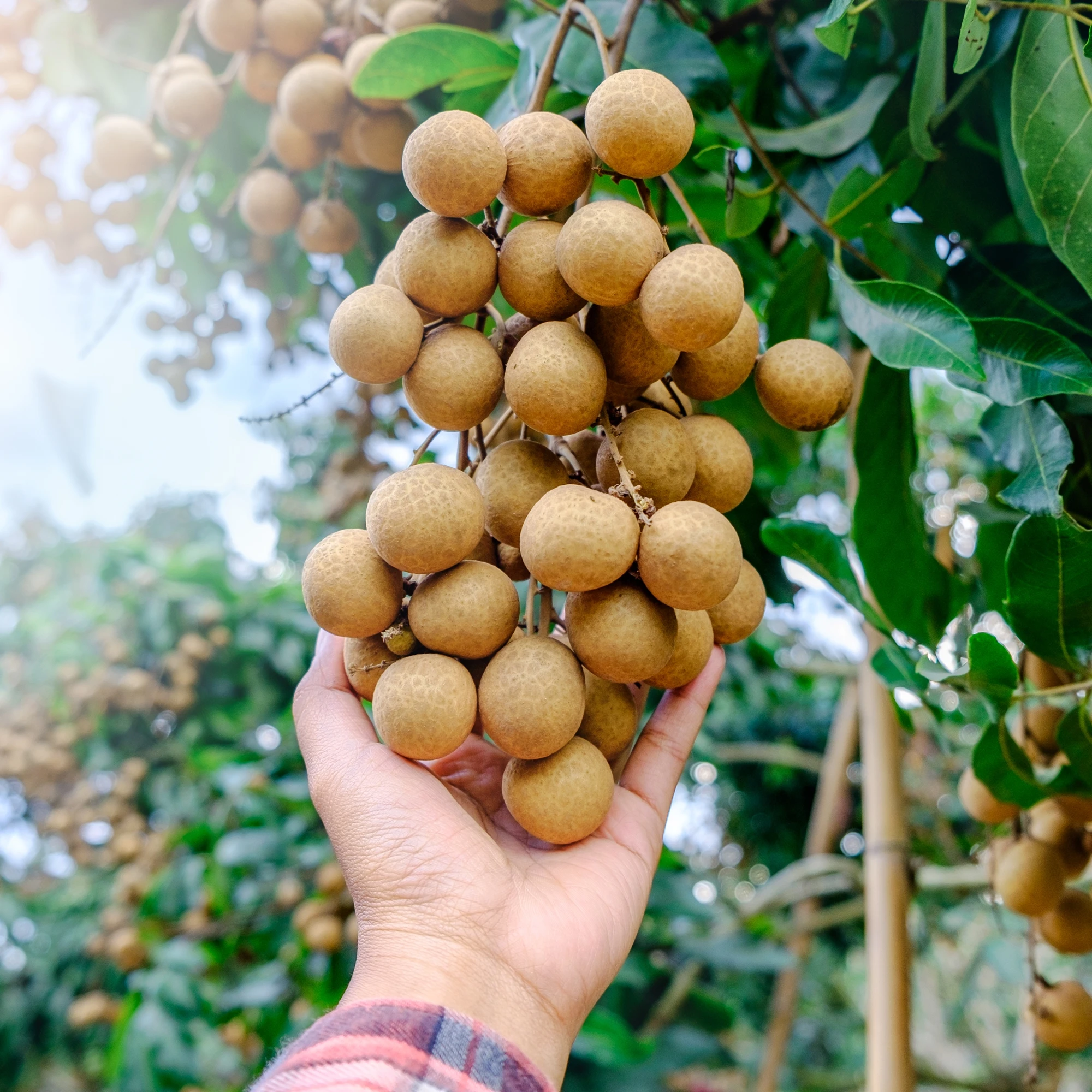 Fresh Longan fruit Premium grade Longan thai fruit fresh from a garden in Orchard Longan Thailand fruit export
