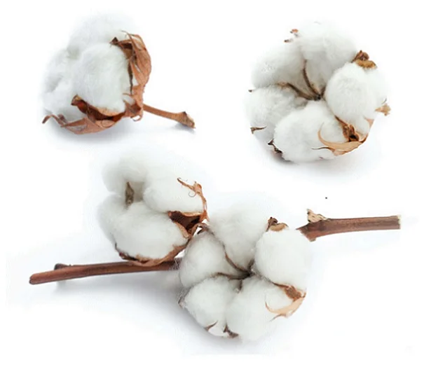 
Raw Cotton CIS made in Kazakhstan 