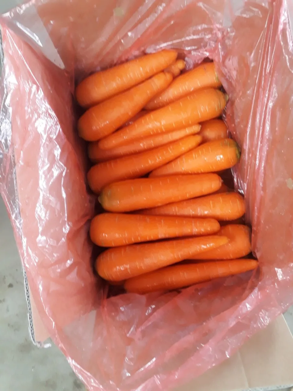 
Supplying fresh Carrot carrots price from Vietnam with top quality _Vikafoods (+84983028718). 