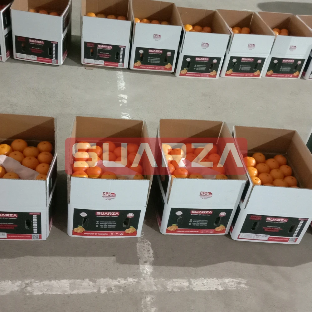Pakistani Fresh Orange direct supplier from Pakistan