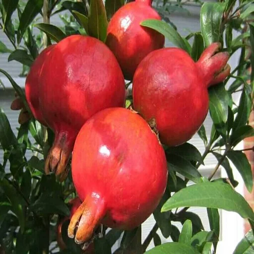 
fresh pomegranate 