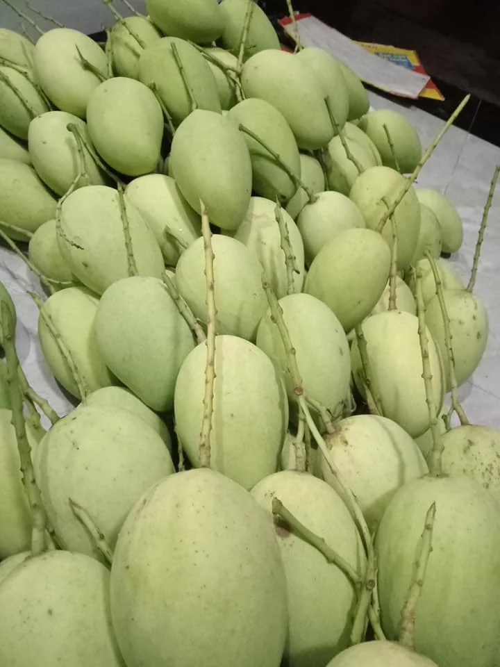 Best Selling Fresh Mango Made In Viet Nam Tropical Fruit Size 8cm High Quality Green Or Yellow Color