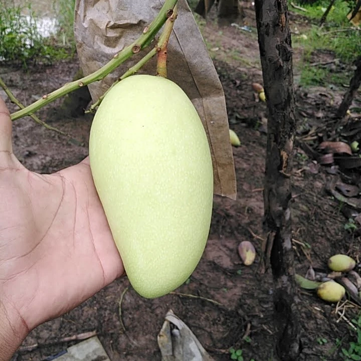 Have GAP Certification Best Price The Top Recommend For High Fresh Green Mango Shipping From Vietnam