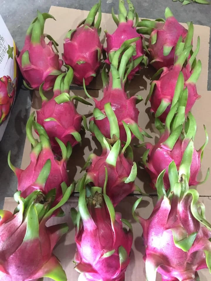 
Fresh White Dragon Fruit from Vietnam with standard quality and best price high quality for export White flesh ready to shipping 