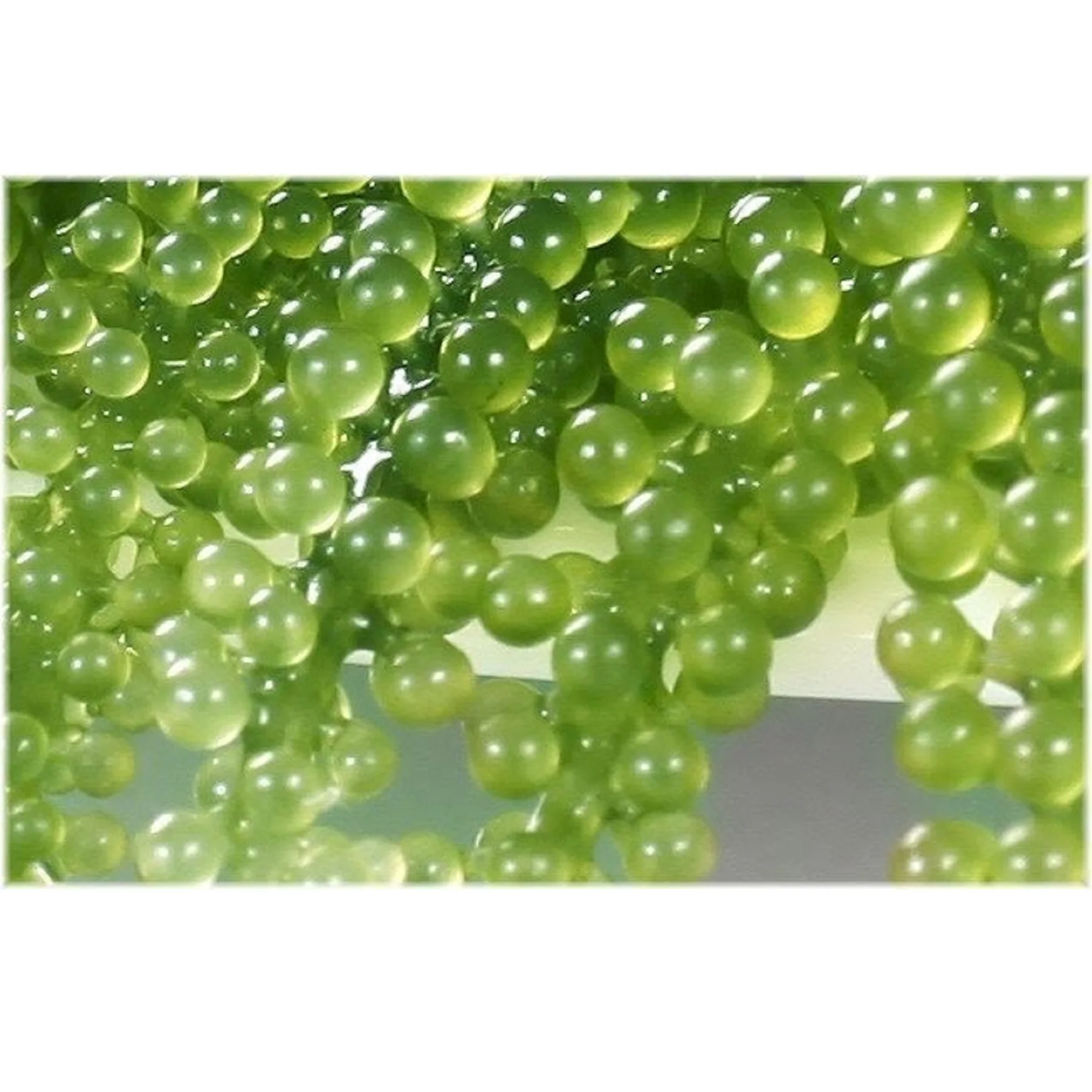 
Wholesale VLUMI Organic Healthy Seeweed Fresh Sea Grapes Suitable For Vegeterian 