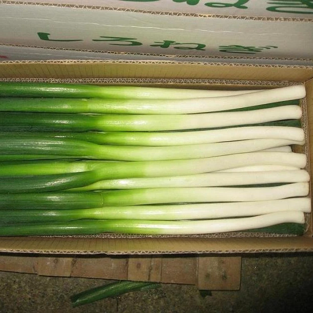 
High Quality Fresh Scallions 