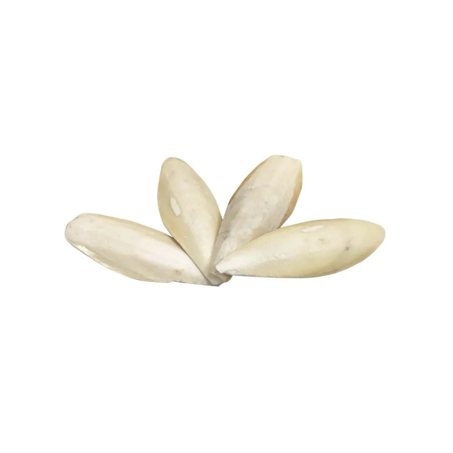  Необработанная косточка Для морской слепки/горячая Распродажа костей для сушеных морских слепков оптом/Shyn Tran + 84382089109