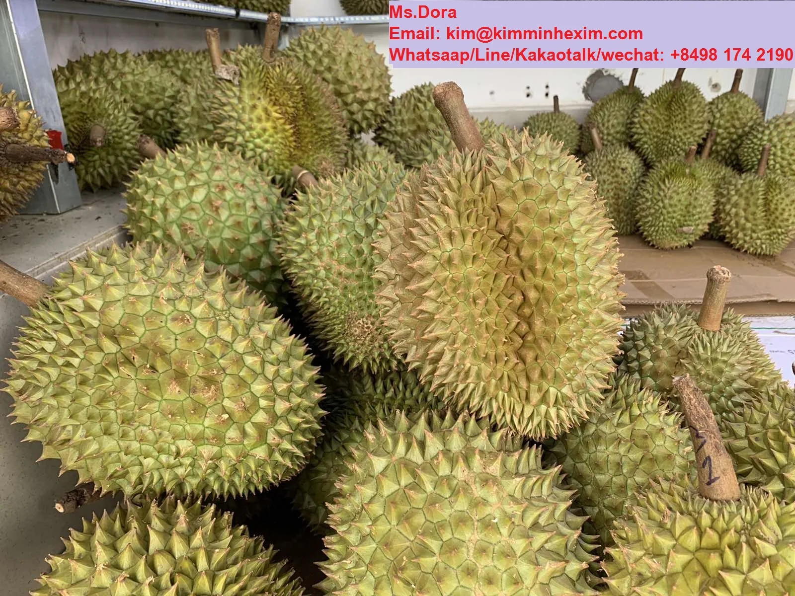Top Selling 2022 HIGH QUALITY FRESH DURIAN FRUIT WITH COMPETITIVE PRICE FROM VIETNAM