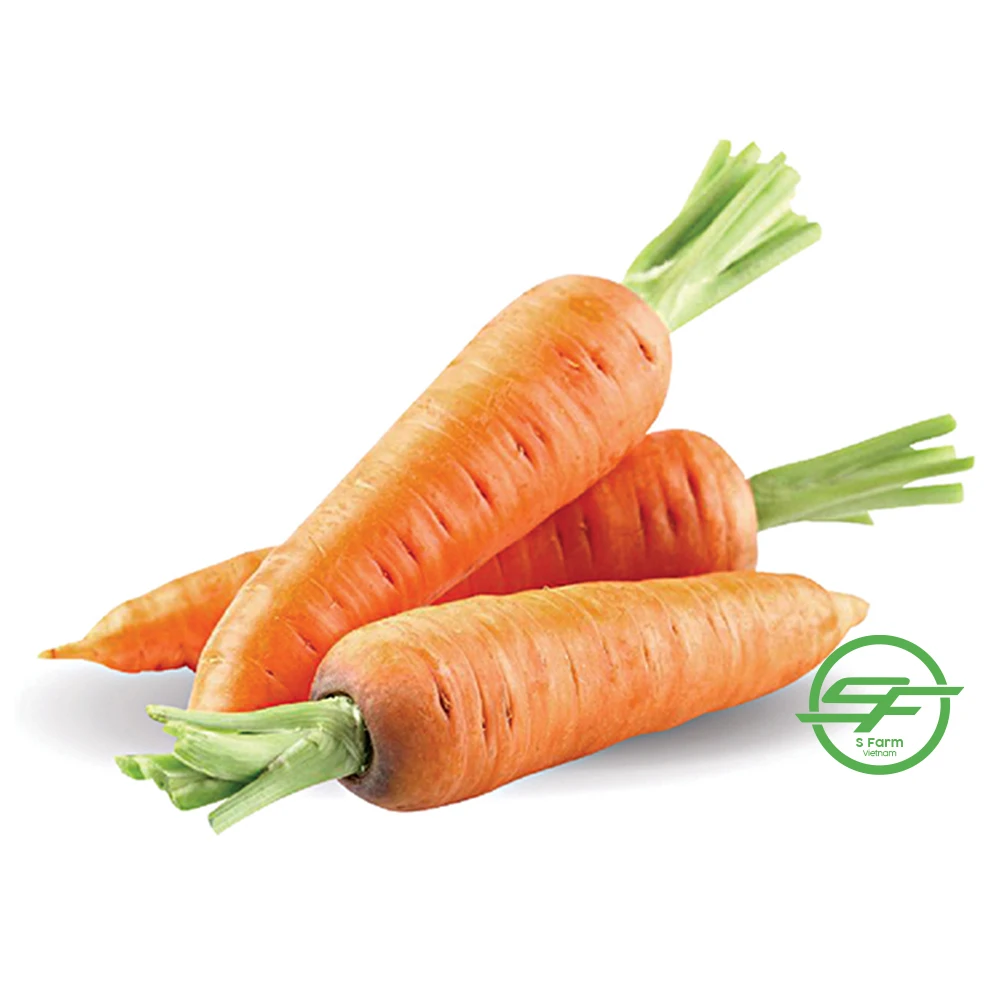Top Quality Fresh 100% Organic Carrots In Wholesale Price