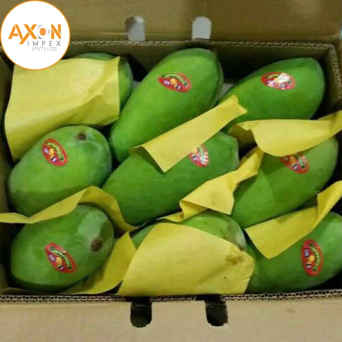 Fresh Green Mango From Vietnam