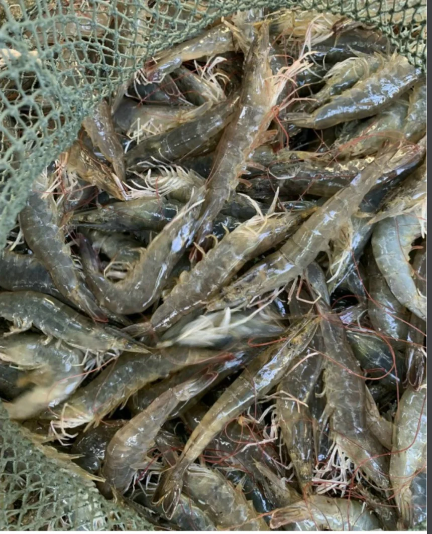 Top quality Vannamei Shrimp HLSO, Headless, Shell On Cheap Frozen Seafood made in Vietnam Shrimp on sale