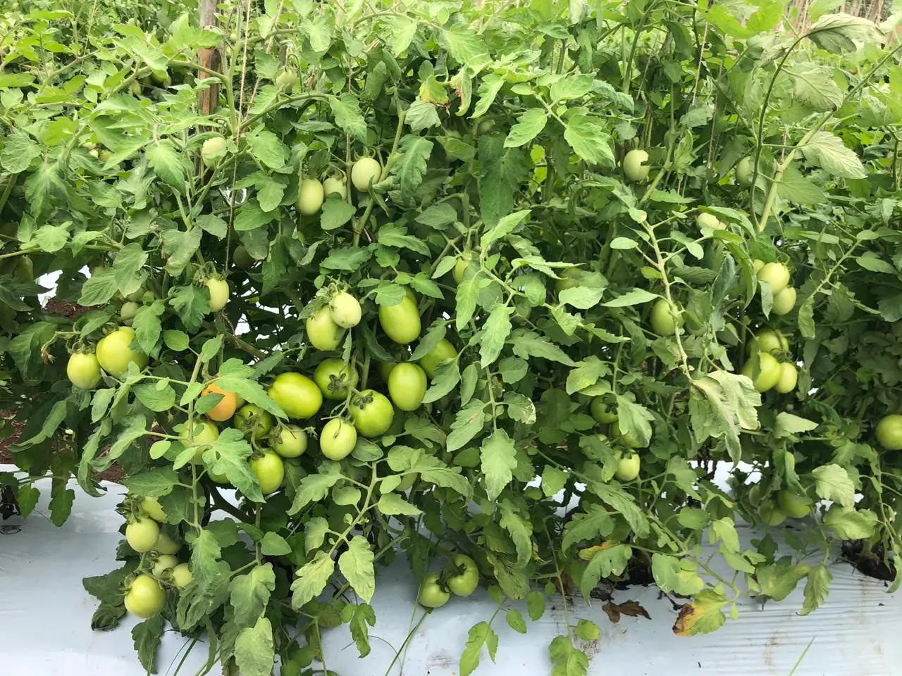 
2021 HIGH YEILDING HYBRID TOMATO SEEDS 3030 FOR PLANTATION SQUARISH ROUND 10 GMS BAG 