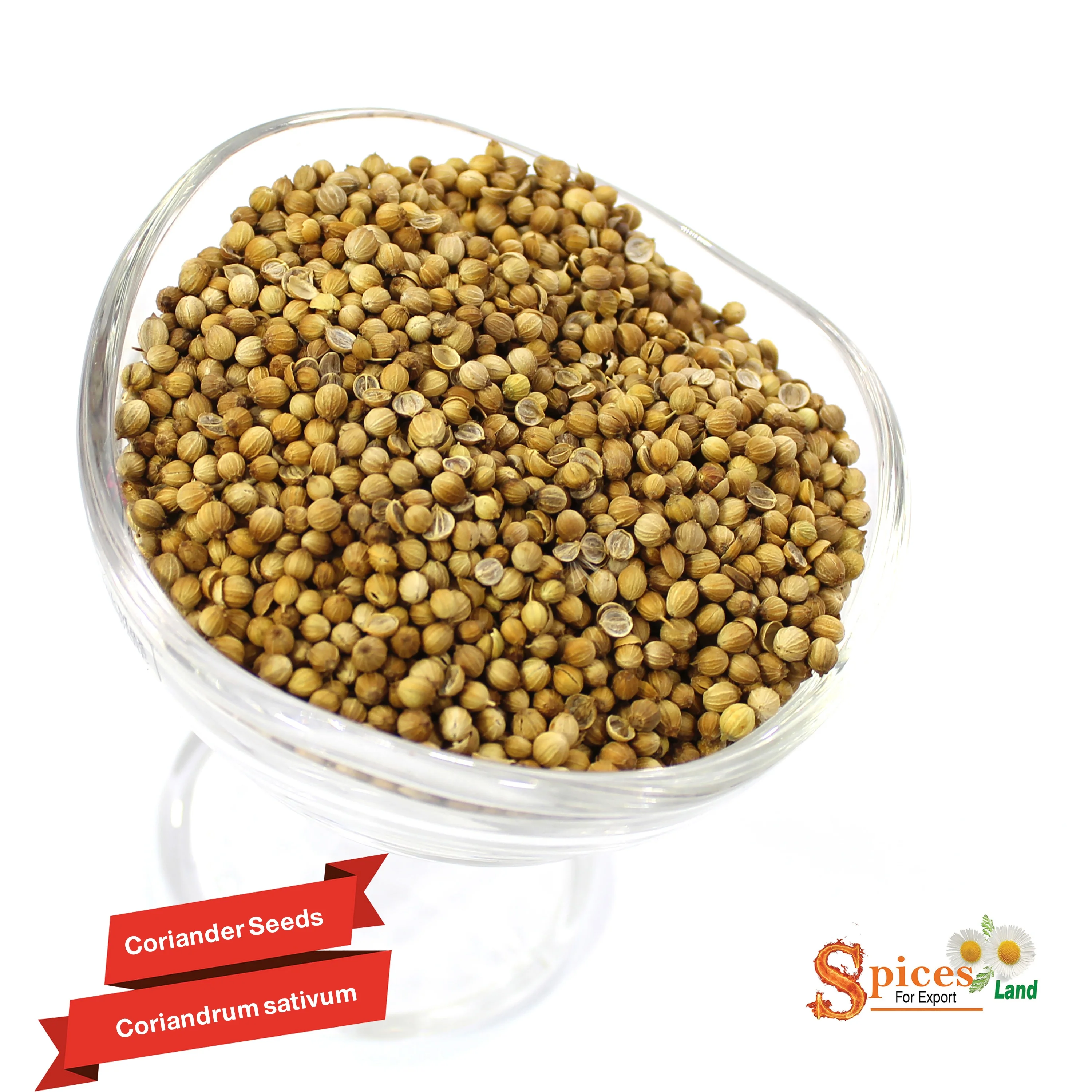 
(SPICES LAND for EXPORT) Coriander Seed for - BEST QUALITY, BEST PRICES AD Single Herbs & Spices Dried Raw Granule BRC ISO 
