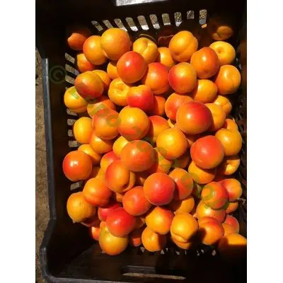 Fresh Apricots