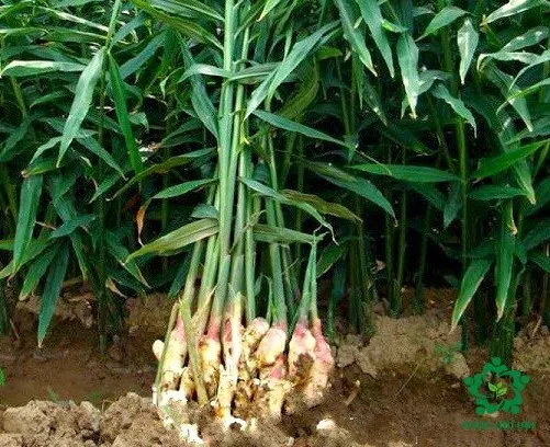 Пряный вьетнамский имбирь лекарственный разнообразный органический 100% чистоты