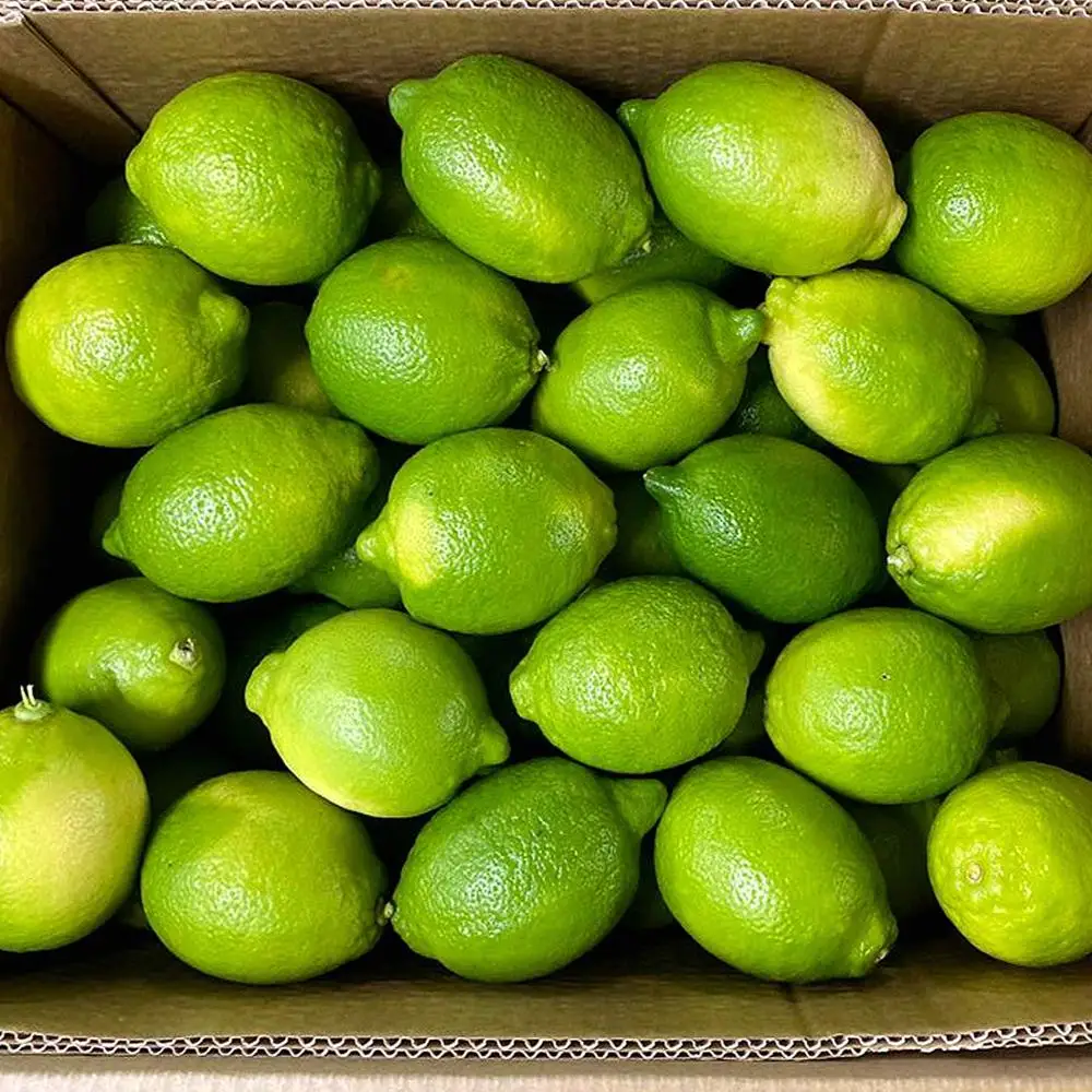 Fresh Organic Lemon For Sale | First Grade Egyptian Lime and Lemon