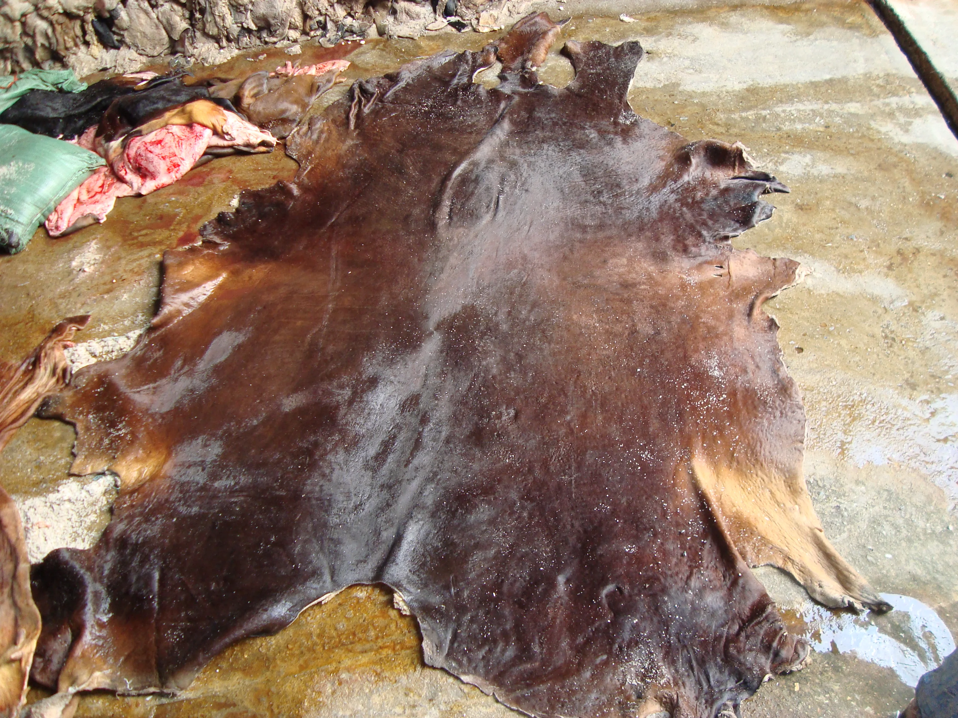 Wet salted cowhide  sale 2021
