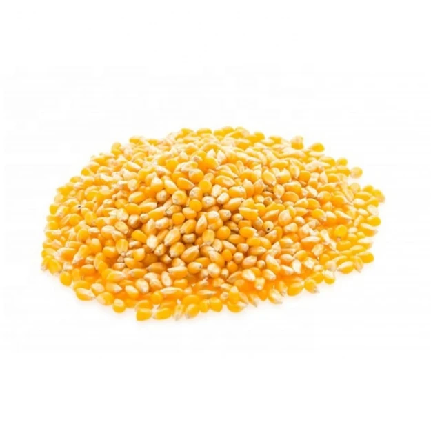Yellow Corn & White Corn/Maize for Human