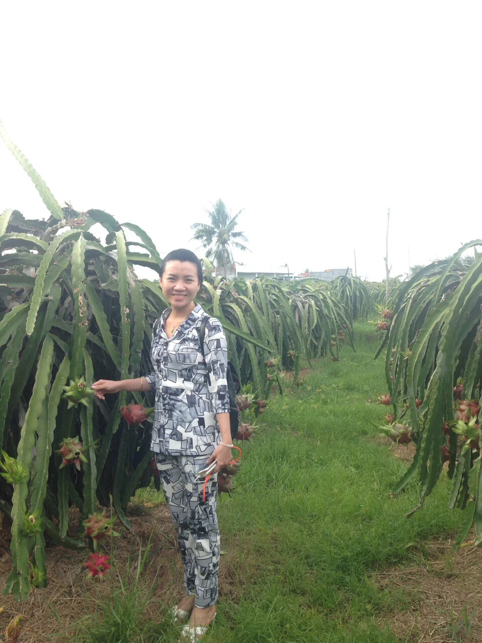 EXPORTING FRESH DRAGON FRUIT FROM VIETNAM _VIKAFOODS (WhatsApp/ Wechat: +84 983 028 718)