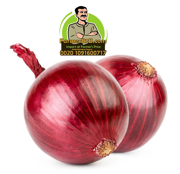 2021 NEW crop 100 mm Fresh Red Onion SUPER Quality VERY COMPETITIVE Prices