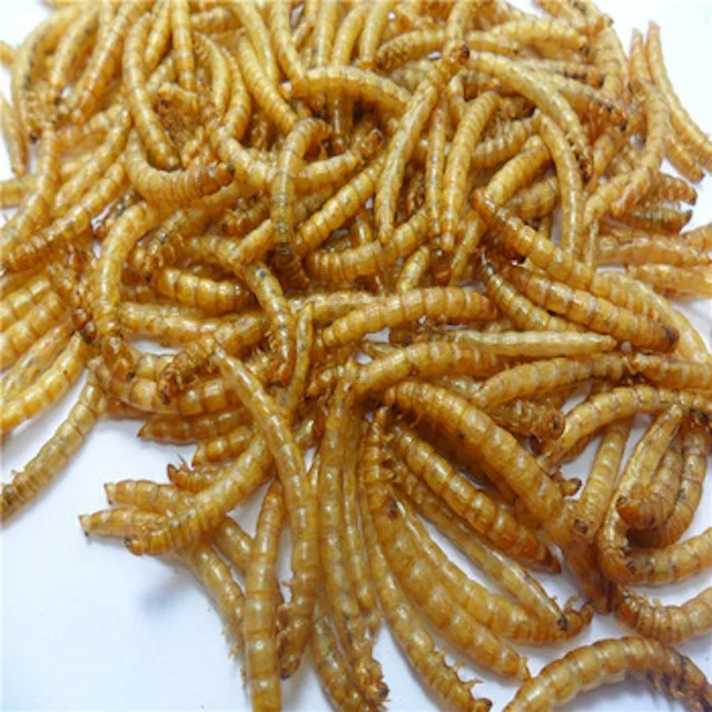 Hot Sales Feed Type Fermented Dried mealworms/Cheapest Fish Meal Poultry Feed,Degreased Mealworm Powder,Cheap Meat Bone Meal